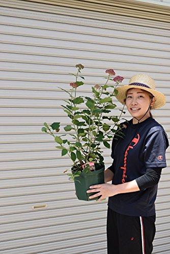 大苗A(ᵔᴥᵔ)ピンクアナベル　かわいい庭に♡華やかなお庭に〜 B(ᵔᴥᵔ)ピンクアナベル 大苗 かわいい庭に