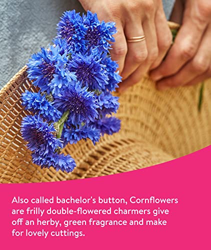 Burpee Wildflower Mix Monarch Sanctuary Seeds | 50,000 Non-Gmo Seeds, 3 Types Of Butterfly Weed Plus Cornflower, Lupine, Echinacea, And More | Pollinator Garden Attracts Monarch Butterflies #TOP1