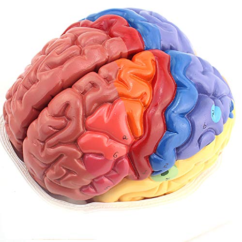 Modèle anatomique de cerveau humain régional avec cortex cérébral - 3