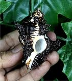 ASHIRWAD Shani Shankh for Health and Success, boosts and stabilizes monetary resources Helps removing Negative Energy (Shani-Shankh-(3.0 Inch))