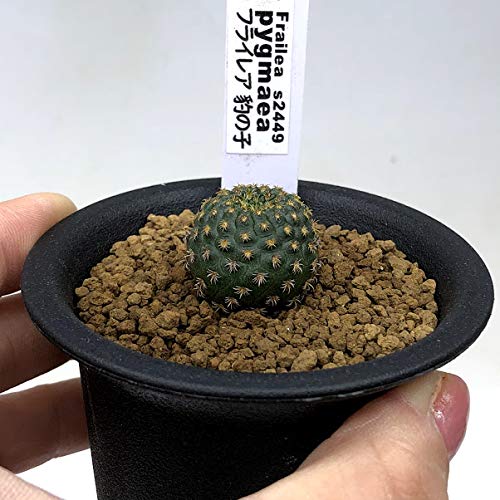 Amazon｜サボテン：フライレア 豹の子（ひょうのこ）*｜観葉植物