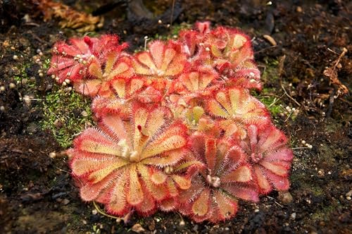 10 Carnivorous Sundew Plant Drosera Flower Seeds