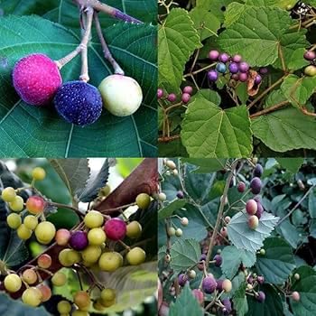 Image of Phalsa Live Plant | Fruit Bearing Tree | Healthy & Easy to Grow Plant for Home, Terrace & Outdoor Gardening | Pack of 1