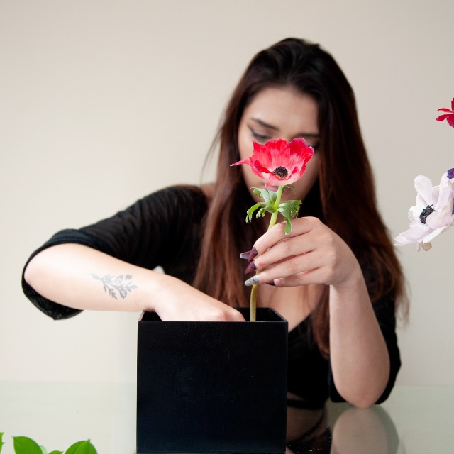 Amazon.com : Anemones Assorted, 60 Stems : Grocery & Gourmet Food
