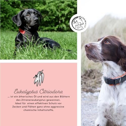 Annimally Floh- und Zeckenschutz Spot ON für Hunde - Effektives Zeckenmittel für Hunde, 3 Monate Langzeitschutz Flohmittel & Zeckenschutz - (30-50kg)
