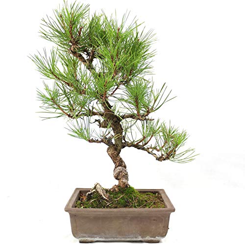 Japanese Red Pine, Pinus densiflora, Outdoor-Bonsai, 21 Years, Height 30 cm