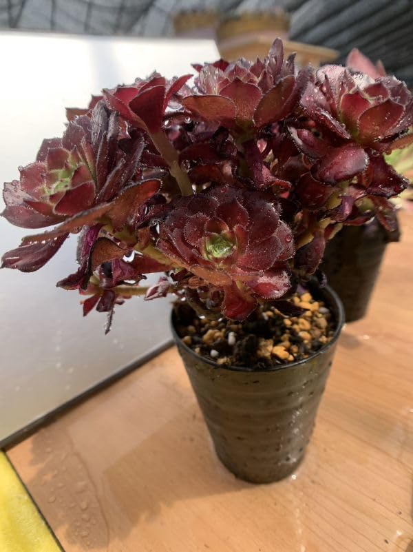 Amazon.co.jp: 農園直売 多肉植物 寄せ植え アエオニウム属 丸葉