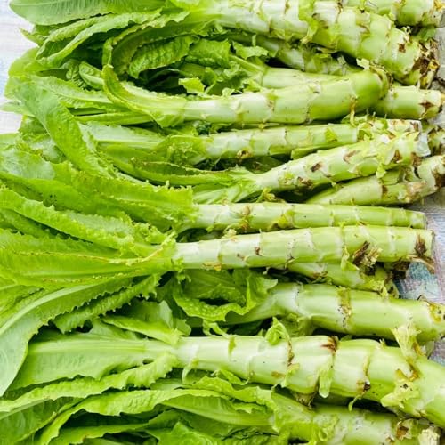 semillas de ensalada de espárragos, jardín ensalada espárragos orgánicos resistentes para jardín 200pcs