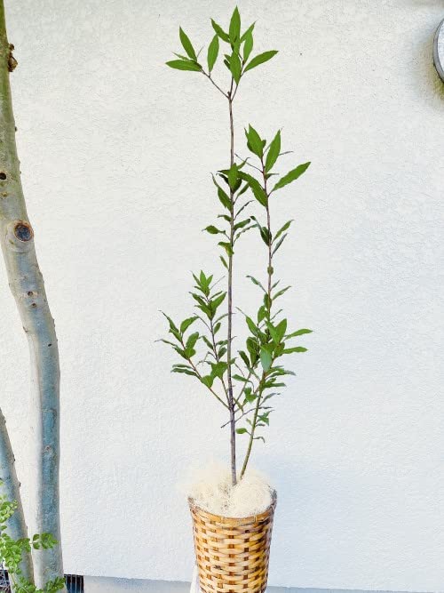 月桂樹さん専用 Amazon | 月桂樹株立ち (ゲッケイジュ) ローリエ 8号鉢 | 植木