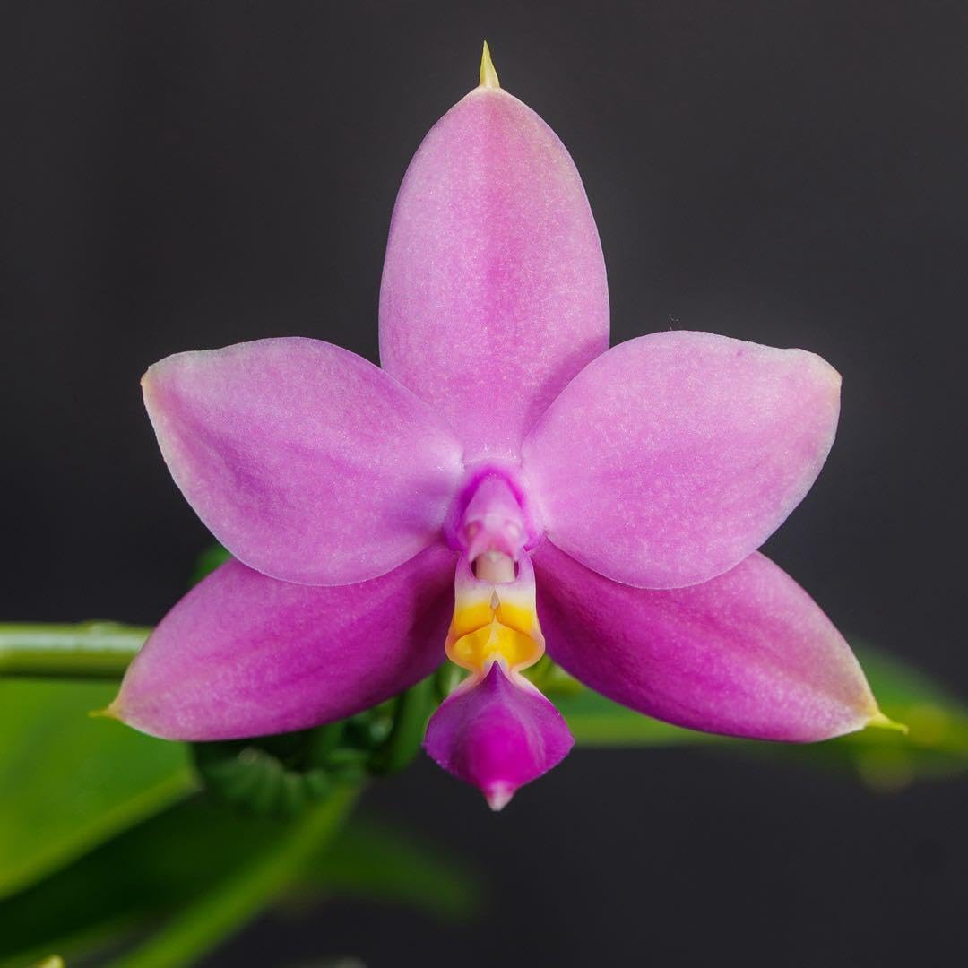 胡蝶蘭　原種 Amazon｜原種胡蝶蘭 phal. violacea インディゴ ブルー個体｜観葉植物