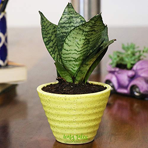 Image of Leafy Tales Canonical Shape Ceramic Pot, Garden, Lawn, Home, Office Decor(Pot only-Set of 6)