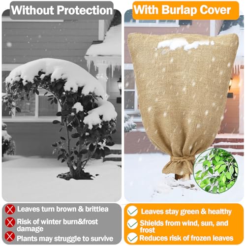 2-Pack Burlap Fabric Plant Bags - 24 X 40 Inch Winter Plant Cover Freeze Protection, Reusable Burlap Sacks Plant Frost Cloth for Outdoor Plants, Cold Weather Tree Wrap for Trees, Bushes & Garden by Liaycco - Used condition - Image 3