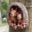 Mom and Baby Squirrel