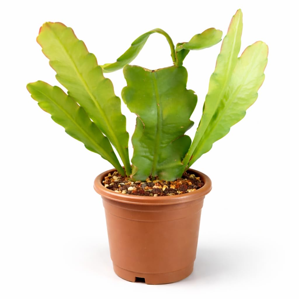 Brahma Kamal Live Plant with Pot | Sacred Himalayan Rare Flowering Plant | Auspicious Vastu Plant for Home & Temple | Easy-Care Indoor–Outdoor Plant | Fresh Healthy Plant-image-25