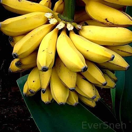 EverSneh Live Patakapura Rasthali Banana Live Plant No Tissue Culture Plant With Pot (B0B76YC8H4) Amazon Price History, Amazon Price Tracker