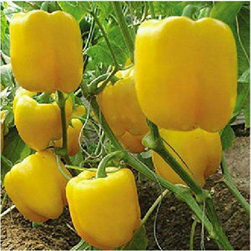 Golden Hills Farm® (AVG 100-1000) seeds Yellow Capsicum, Shimla Mirch Seeds (B085YF2T8D) Amazon Price History, Amazon Price Tracker