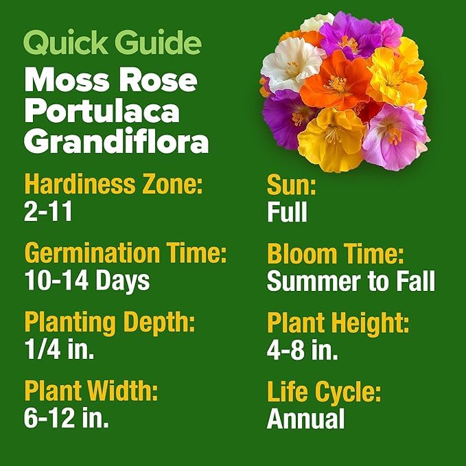 Image of HOME GROWN 47000+ Moss Rose Seeds (Bulk Pack) Annual Flower for Ground Cover - Heirloom Non-GMO Portulaca Seeds for Planting Outdoors - Great for Low-Maintenance Gardens (Portulaca grandiflora)