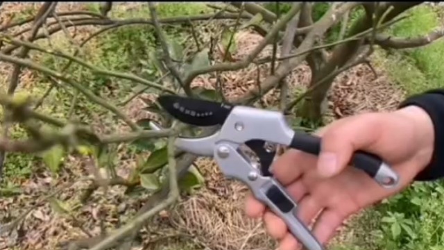 Tijeras de jardín japonesas para podar plantas 2 pack miniatura 6
