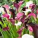 Calla Lily Bulbs Purple Rain Mix