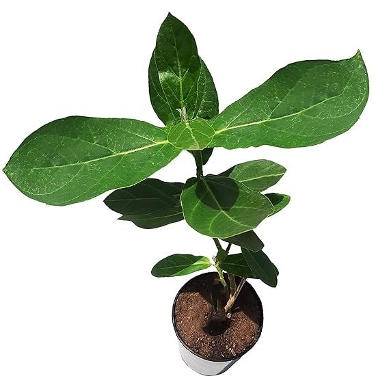 Image of Safed Aak Plant (Calotropis Gigantea) Live Plant | Ornamental Flowering Shrub for Home Garden | Outdoor Medicinal Plant | White Aak Madar Plant for Terrace, Lawn & Landscape Gardening