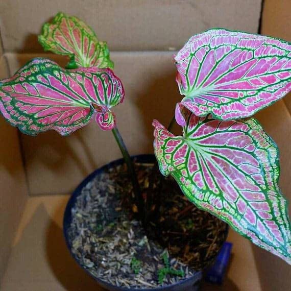 Beautiful Caladium flower bulbs multicolor shade 20 Flower Bulb For Indoor & Outdoor Gardening Pack of 1