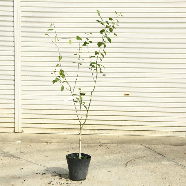 Amazon.co.jp: 庭木・植木・希少品種：シラカバ（白樺）ジャクモンティ