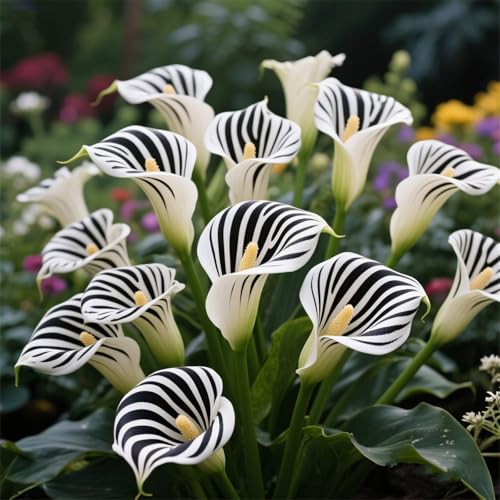 Perennial/Calla Lily Bulbs for Planting Now UK Quality Display Available in a Variety of Colors Ready to Plant-2bulbs-A