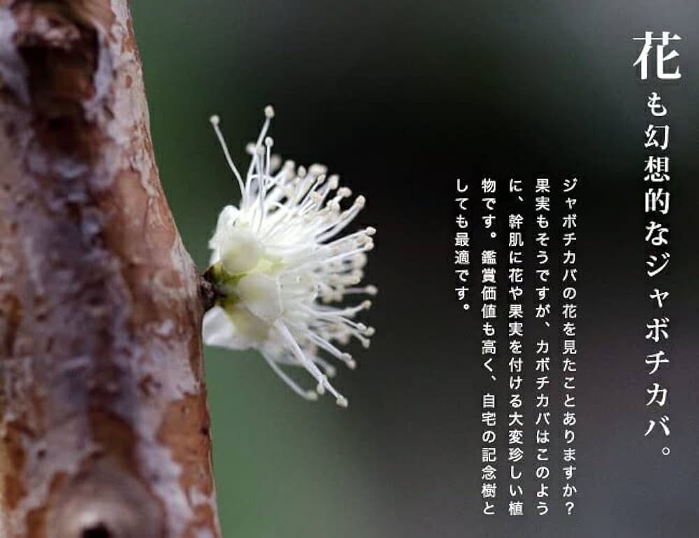 Amazon.co.jp: 四季成り ジャボチカバ 実生 ポット苗 沖縄県産