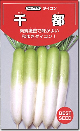 Amazon.co.jp: だいこん 種子 千都 せんと 大根 (9ml) : DIY・工具