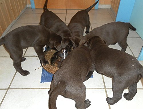 SunnyDogs Welpennapf | runder Welpen Fressnapf | Welpen Futternapf für Hundekinder aus rostfreiem Edelstahl | Welpenring Ø 39 cm mit Knauf