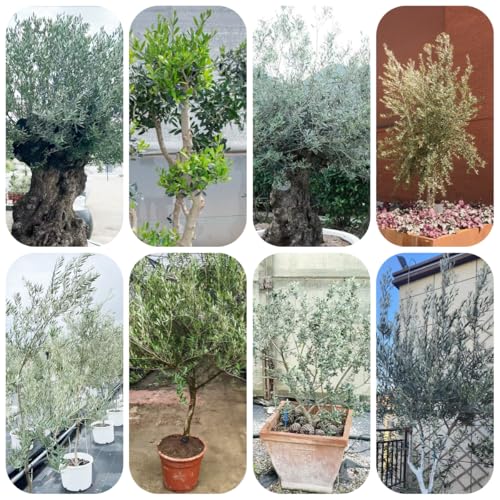 Olivo resistente - semillas semillas de bonsái de olivo plantas en macetas resistentes tallo resistente plantas interior jardín - raras - exterior maceta comprar árboles decoración 50pcs