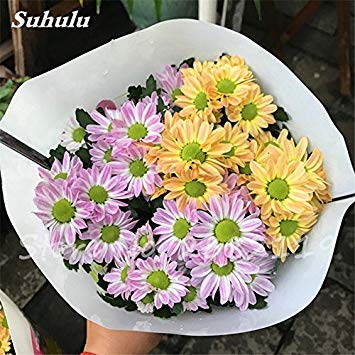 Graines de marguerites, graines de marguerites aux fraises, fleurs de saison, graines de chrysanthèmes, bonasi, belles fleurs colorées, balcon Paquet de 500 graines