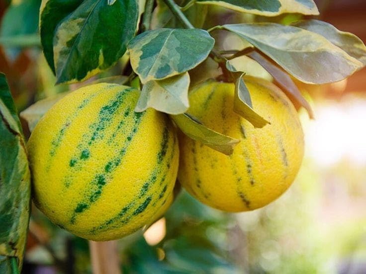 GreenWorld Special Sweet & Rare Big Size Thai Variegated Malta/Mosambi (GRAFTED) Live Plant,Thailand Variety Lemon,Fruit After 1 Year (B0CG4Y6Q66) Amazon Price History, Amazon Price Tracker