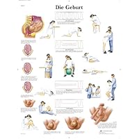 3B Scientific - Póster explicativo sobre el parto (en alemán)
