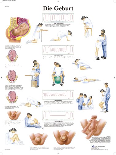 Ya en mundofriki.es: 3B Scientific VR0555UU - Póster explicativo sobre el parto (en alemán)