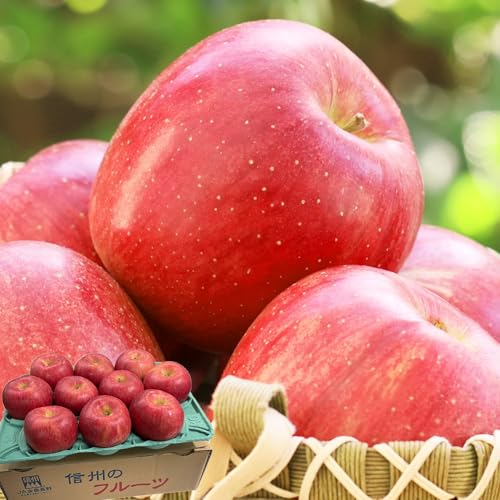 りんご JAながののりんご 秀アップ 約3kg 9〜12玉 シナノスイート JAながの 長野県産 リンゴ フルーツ 果物 グルメ お礼対応 お祝対応 お供対応