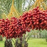 semillas palmera decorativas 200pcs