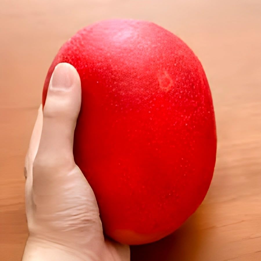 Image of Miyazaki Mango Grafted Hybrid Live Plant, Pack of 1 | Plant 1.5 Feet Height, Healthy Fruit Plant, For Home Garden