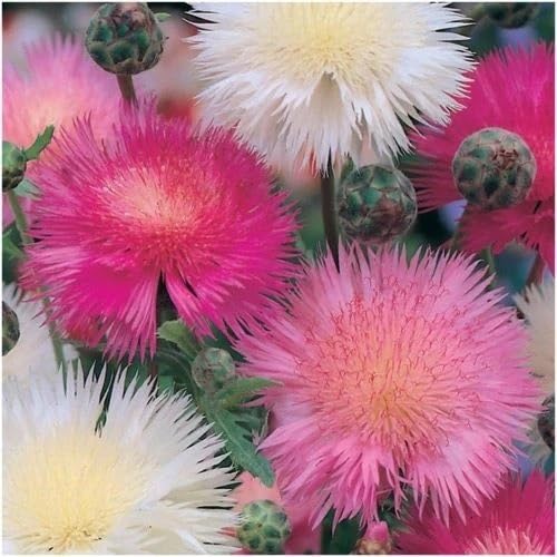 Willvine SWEET SULTAN, IMPERIALIS MIXTURE (AMBERBOA MOSCHATA)-UK-4V-image-46
