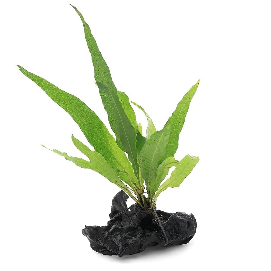 流木付き　ミクロソリウム・プテロプス・ソードリーフ 楽天市場】（水草）ミクロソリウム プテロプス ソードリーフ付