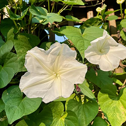Chuxay Garden Ipomoea Alba-Moonflower,Tropical White Morning-Glory,Moon Vine 30 Seeds Showy Accent Plant #TOP30