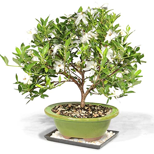 Brussel's Bonsai Live Gardenia Bonsai Tree, Outdoor Live Bonsai Tree - Small, 4 Years Old, 6 to 8 Inches Tall - Ceramic Bonsai Pot and Bonsai Humidity Tray