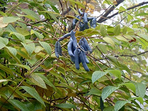 Amazon | ブルーソーセージフルーツの種（30粒） | 果物