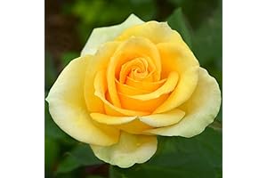 Yellow Rose Bush Live Plant, Ready to Plant