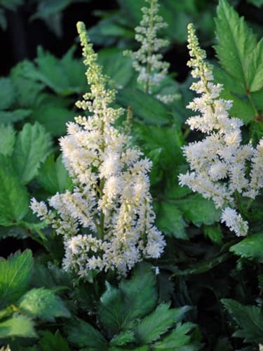 Perennial Farm Marketplace Astilbe c. 'Vision in White' (False Spirea) Perennial, Size-#1 Container, Snowy Feathery Plumes