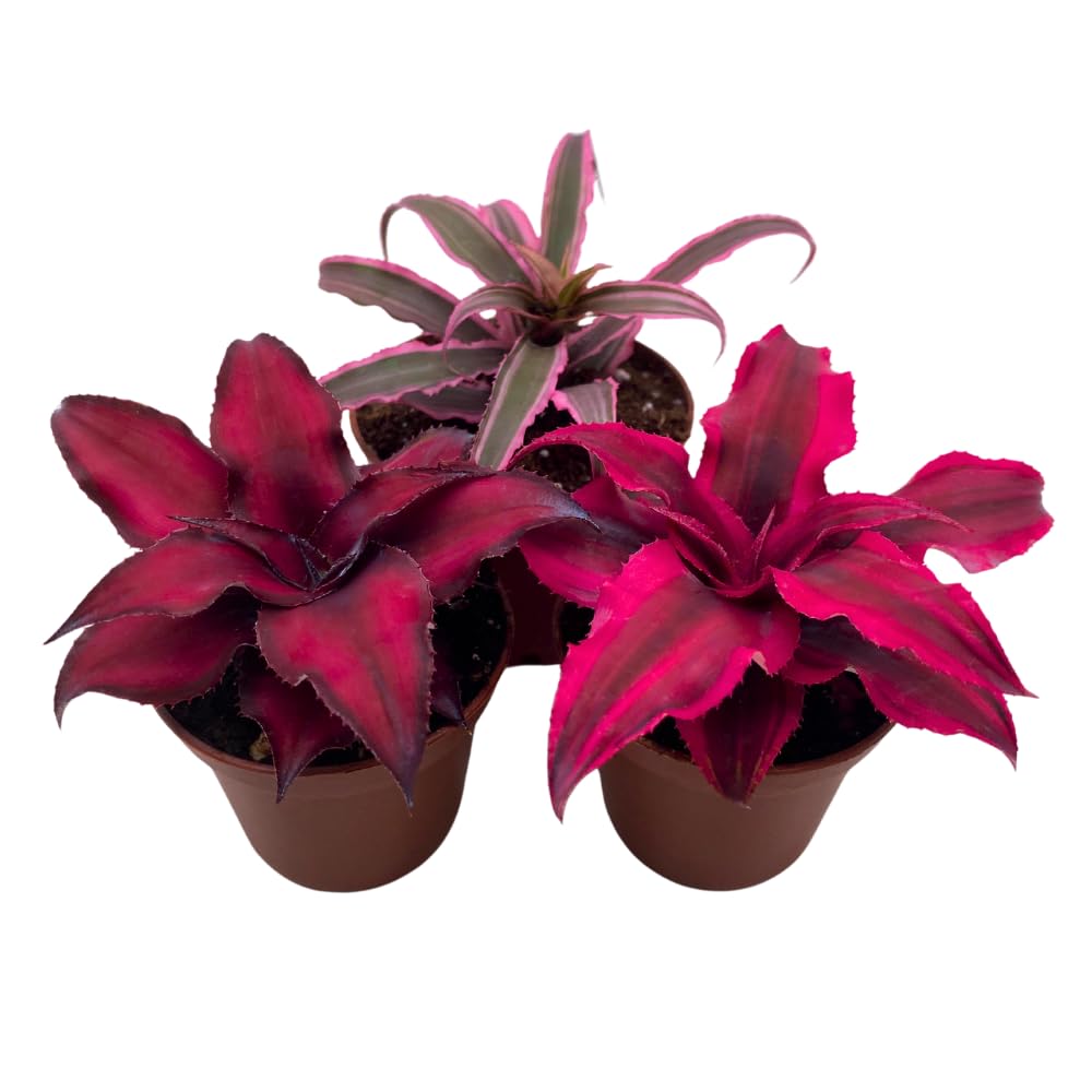 BubbleBlooms Cryptanthus bivittatus Assortment, Earth Star Bromeliad Set, 3 Different Succulents