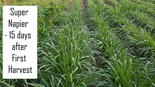 SRI SAI FORESTRY Super Napier & Red Napier Grass (1000 Seeds Each) | High Yield Multi Cut Fodder Grass for Cattle, Goat, Buffalo, Sheep | Nutritious Green Fodder Seeds for Dairy Farming & Livestock