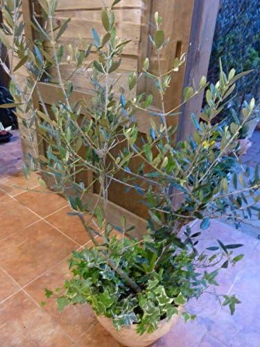 再入荷 予約販売 オリーブの木 品種違い２本寄せ植え Oli Me オリーミー アイビーを垂らしてオシャレ仕上げm サイズ テラコッタ陶器鉢植え One Garden 植え替え済み オリジナル作成 Rachelbaptista Com Br