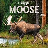 Canadian Geographic Moose OFFICIAL | 2026 12 x 24 Inch (Hanging) Monthly Square Wall Calendar | Wyman Publishing | Elk Deer Wildlife
