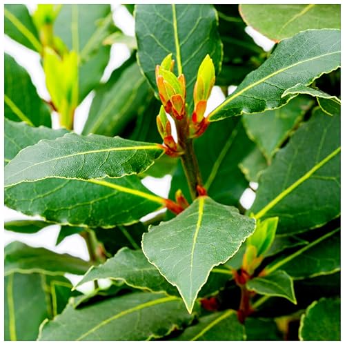 Laurus nobilis/Bay Tree in 2L Pot Cooking Bay Leaf Tree Bayleaf Plant 3fatpigs
